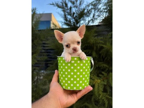 Irk ve sağlık garantili mini teacup bardak köpekler