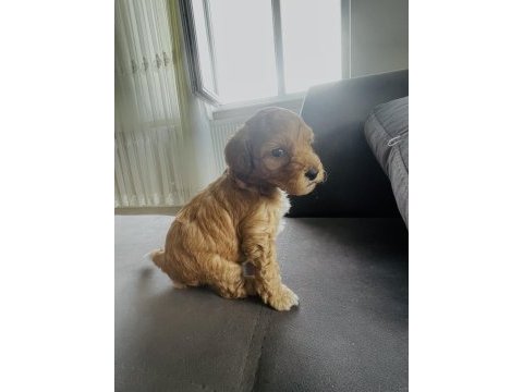 Cockapoo cinsi