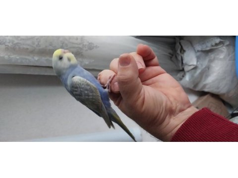 Muhabbet kuşu yavruları 30 ile 40 gün arası bebekler