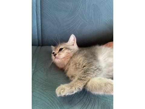 British shorthair golden