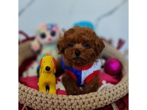Şecereli mini boy toy poodle yavrularımız