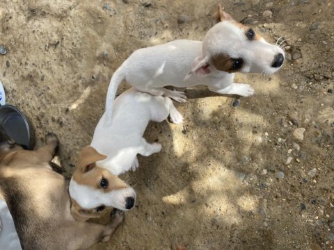 Safkan kısa bacak jack russell