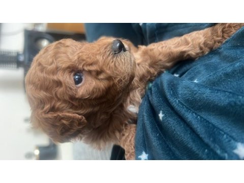 Sevimli mini toy poodle yavrularımız