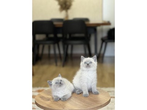Hemen teslim british shorthair blue point yavrum