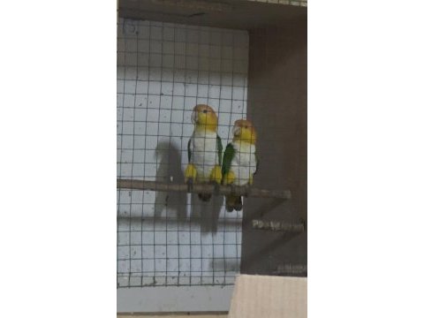 Hazır takım portakal caique