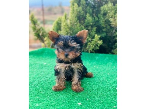 Yorkshire terrier yavruları