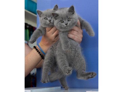 British shorthair yavruları