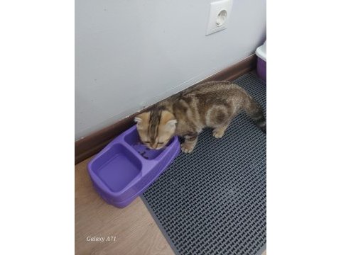3 aylık eğitimli dişi scottish fold