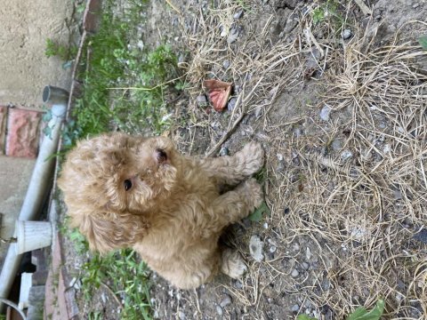 Birbirinden tatlı dişi-erkek poodle