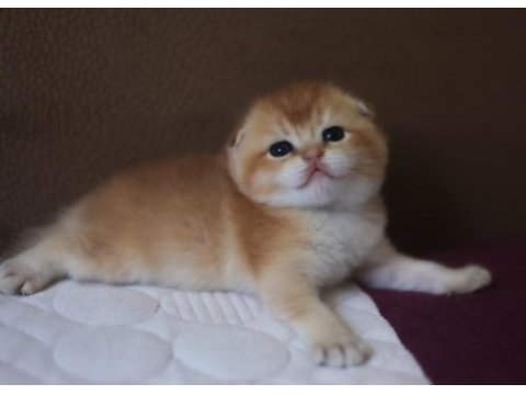 Dişi golden ny25 scottish fold