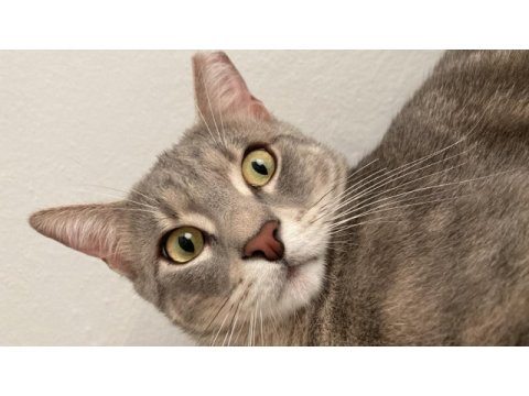 Erkek kedi