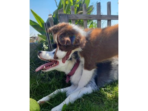 Safkan border collie yavruları