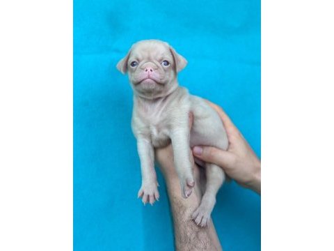 Dişi erkek pug yavruları yer denizli