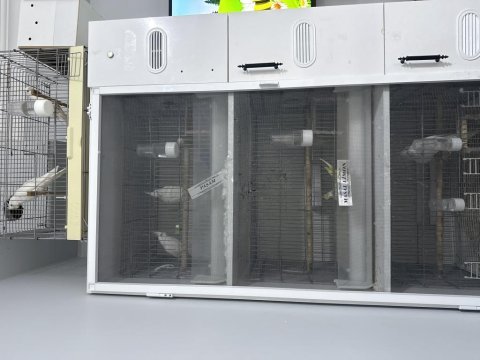 Acil satılık jumbo bakıcı sultan papağanı takımlar