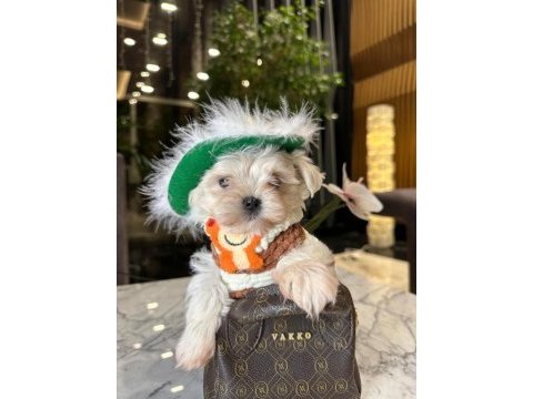 Babası ödüllü tatlı maltese oğlum coco