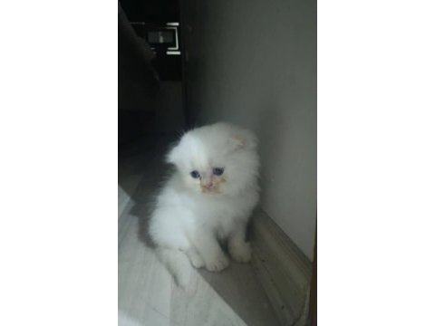 Küçük british longhair kedilerim