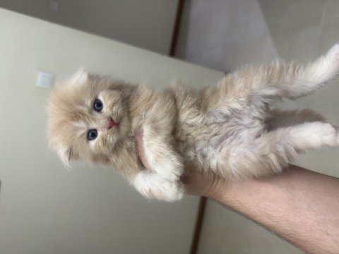 Scottish fold longhair