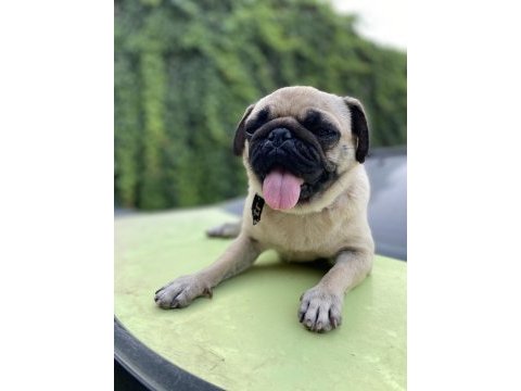 Safkan dişi pug gaziantep