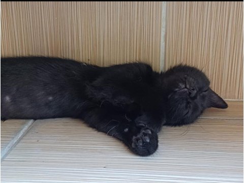 4 aylık erkek kedimiz aşılı ve kısırlaştırma destek olunacak