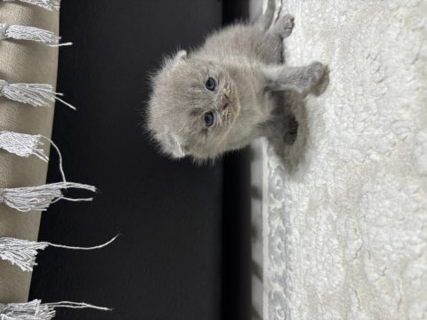 Erkek 25 günlük scottish fold kedimiz