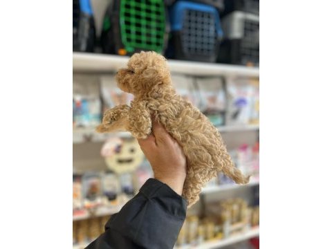 Efsane güzellikte hipoalerjenik teacup maltipoo
