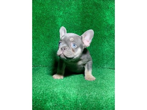 Muhteşem göz rengi lilak tan french bulldog