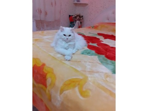 Genç beyimize eşleşme arıyoruz british longhair
