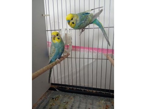 Yavru alınmış orijinal bilezikli rainbow takım muhabbet