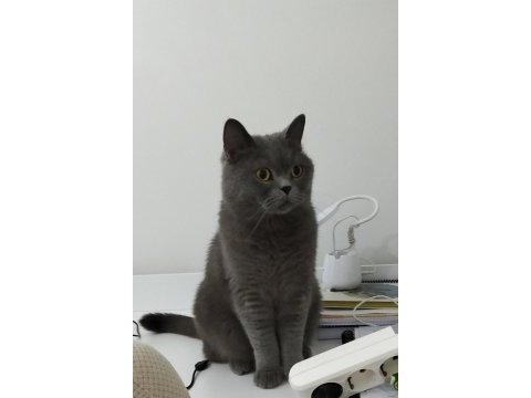 Ücretsiz 3 yaşında british shorthair