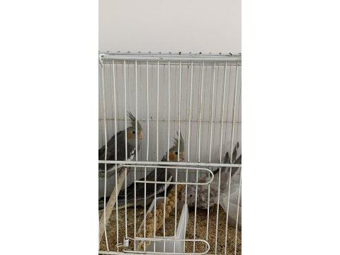2 aylık yavru sultan papağanlar