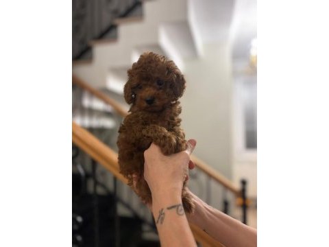 Oyuncu ve akıllı toy poodle yavruları