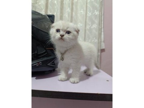 British shorthair yavrular