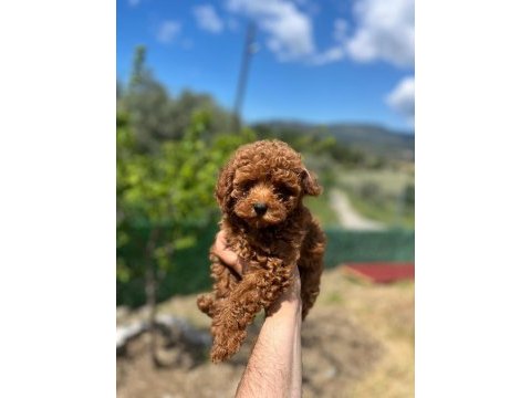 Toy poodle yavrularımız