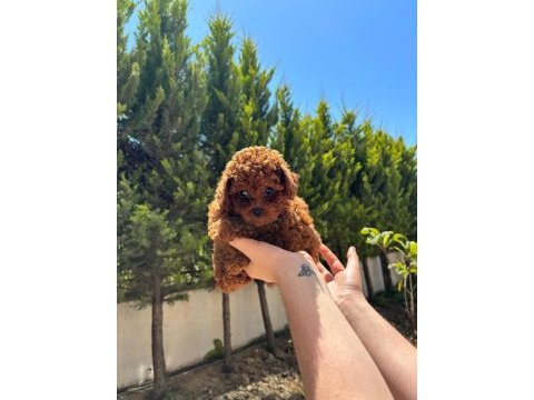 Red brown poodle ev doğum bebeklerime bakın