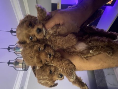 Poodle 2 aylık