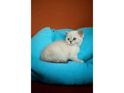 British shorthair yavru
