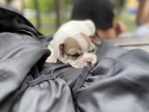 45 günlük yavru french bulldog