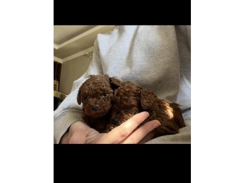 Irk kilo ve sağlık garantili poodle yavrular