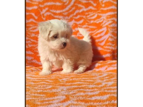 Kar beyaz maltese terrier yavrularımız