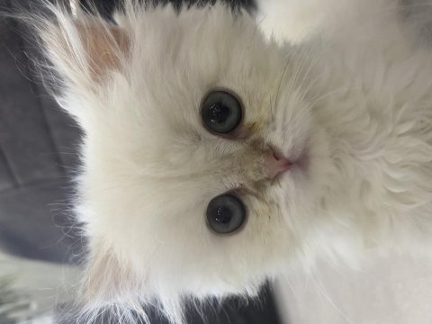 Dişi beyaz 2 aylık british longhair oyuncu prenses
