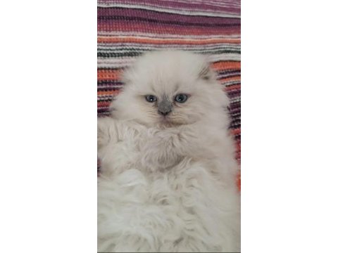 14 ocak doğumlu sağlıklı eğitimli scottish fold kediler