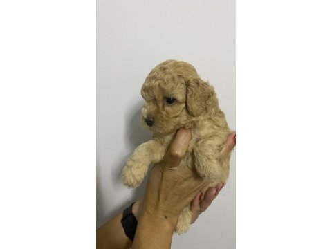 Erkek tam toy poodle maks 3 kg ırk garantili