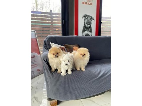 Pomeranian yavruları sizleri bekliyor