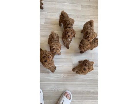 Toy poodle