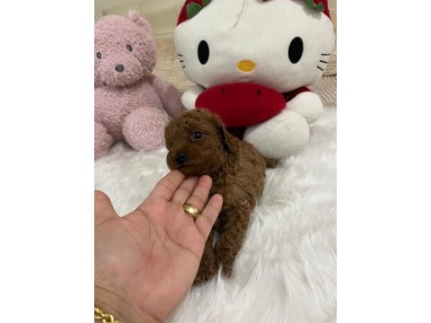 Sağlık ve ırk garantili toy poodle