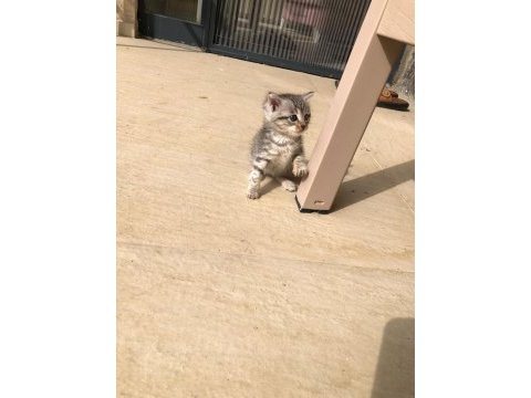 Kırşehir kedimiz acil yuva aranıyor