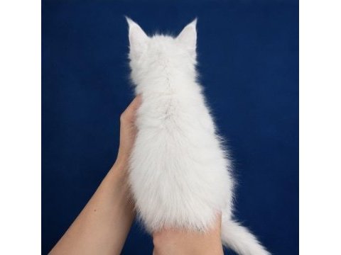 Xxxl bembeyaz maine coon yavrularımız
