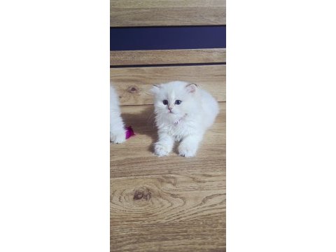 British shorthair harika bebekler