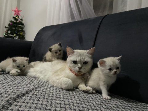 Güzel british shorthair bebeklerim yuvalarına gitmeye hazır
