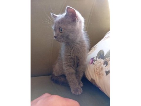 İki aylık erkek british shorthair